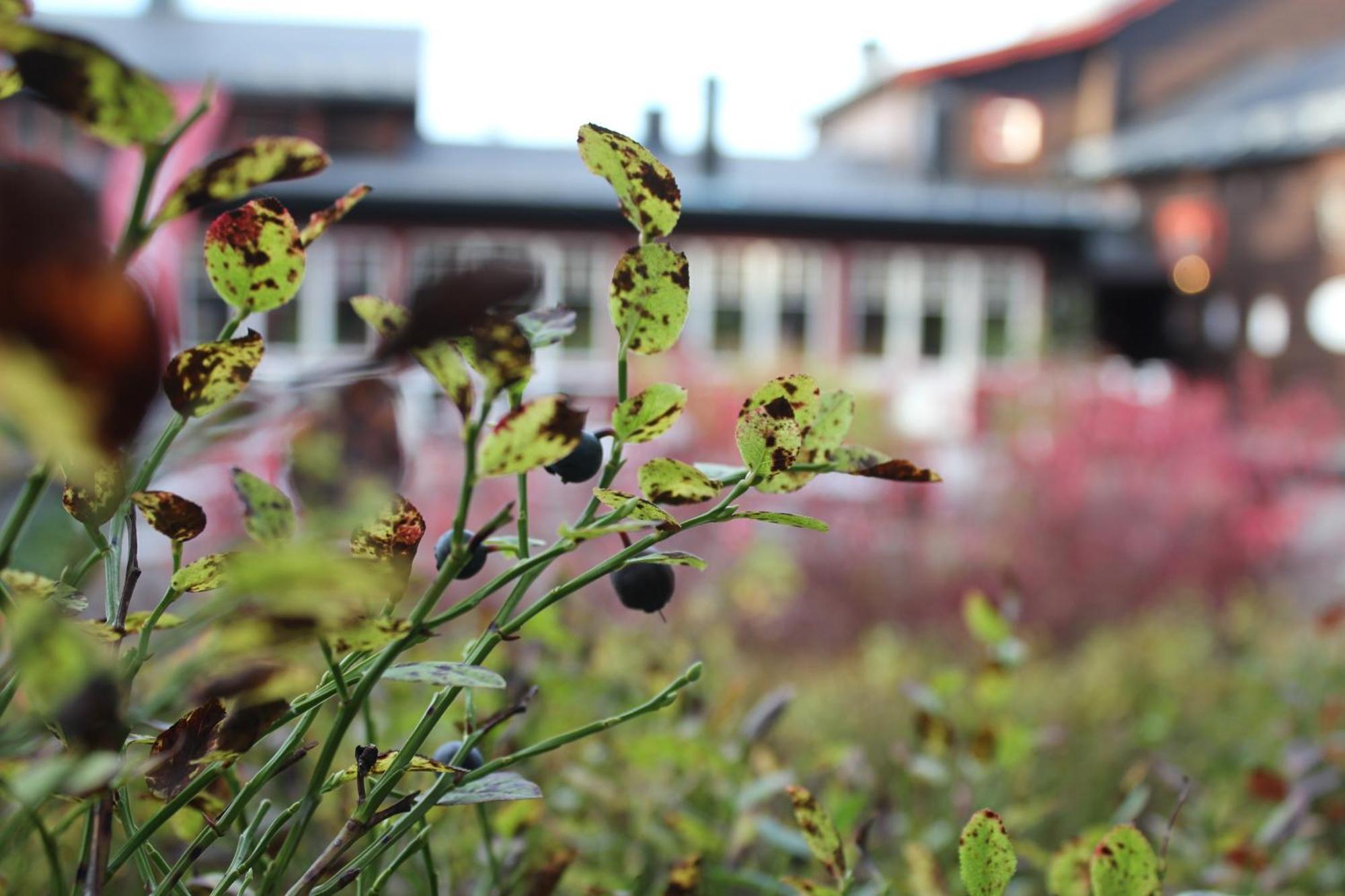 Olarsgarden Hotell Lindvallen Eksteriør billede